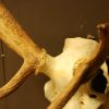 Skull / pair of antlers of a very old red stag,