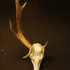 Skull of an oryx, mounted on a hard wooden panel.
