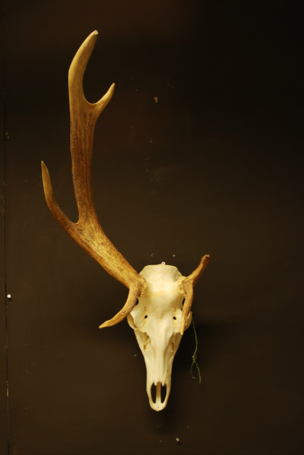 Skull / pair of antlers of a very old red stag,