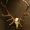 Strong pair of antlers of a red stag. Hunting trophy.