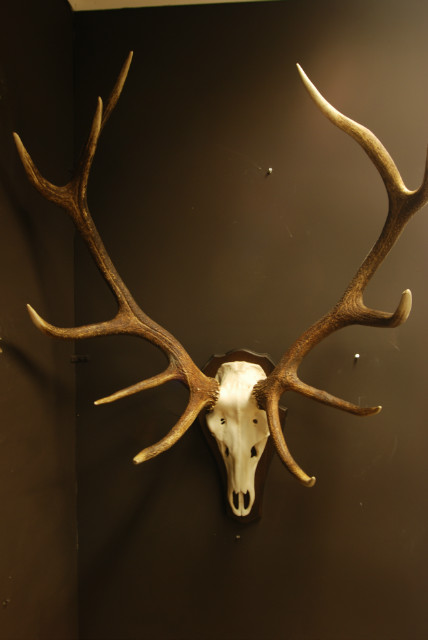 Strong pair of antlers of a red stag. Hunting trophy.