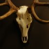 Strong pair of antlers of a red stag. Hunting trophy.