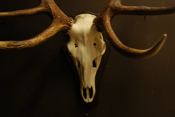 Strong pair of antlers of a red stag. Hunting trophy.