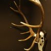 Strong pair of antlers of a red stag. Hunting trophy.