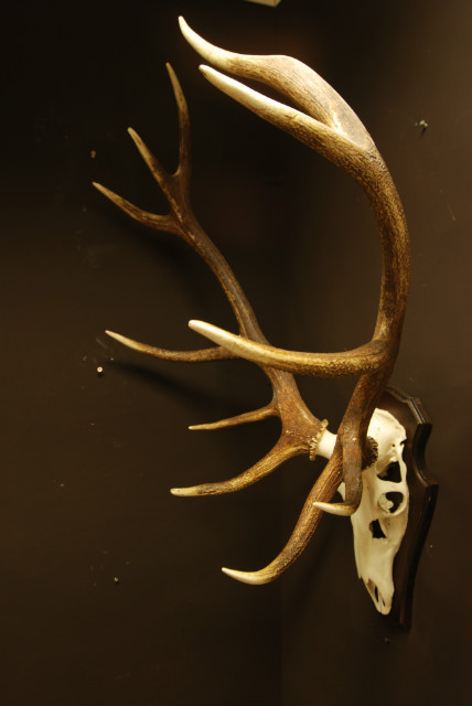 Strong pair of antlers of a red stag. Hunting trophy.