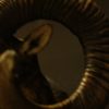 Old trophy head of a massive mouflon ram.
