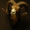 Old trophy head of a massive mouflon ram.