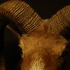 Old trophy head of a massive mouflon ram.