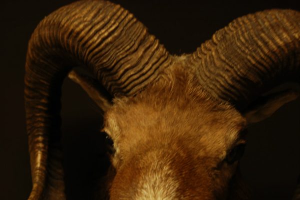 Oude opgezette kop van een kapitale mouflon ram.