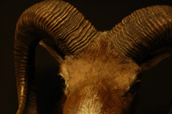 Old trophy head of a massive mouflon ram.