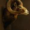 Oude opgezette kop van een kapitale mouflon ram.