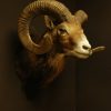 Old hunting trophy of an enormous mouflon ram.