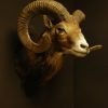 Oude opgezette kop van een kapitale mouflon ram.