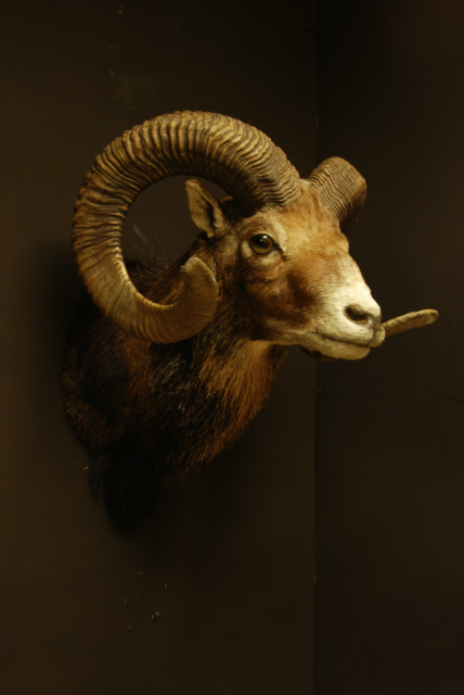 Old trophy head of a massive mouflon ram.