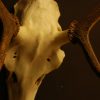 Pair of antlers of a small red stag.