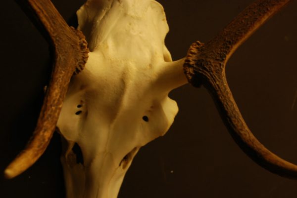 Pair of antlers of a small red stag.