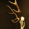 Nice skull of a sika deer.