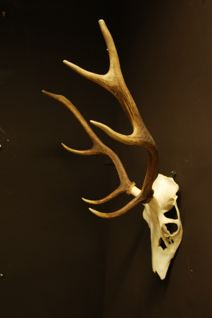 Pair of antlers of a small red stag.