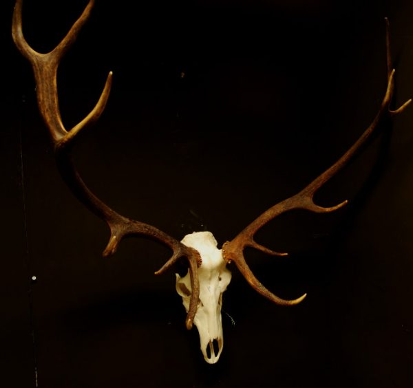 Nice shaped pair of antlers of a red stag.
