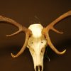 Nice shaped pair of antlers of a red stag.