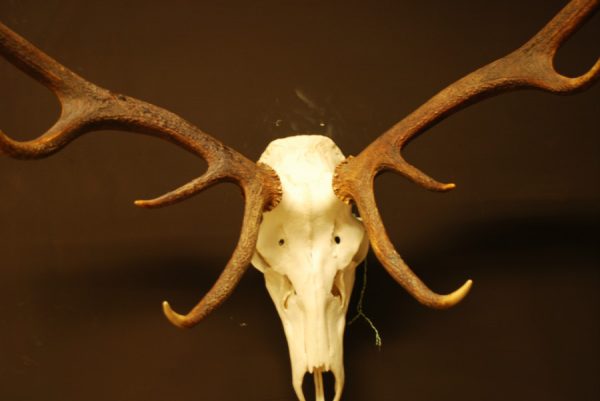 Nice shaped pair of antlers of a red stag.