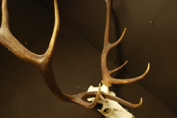 Nice shaped pair of antlers of a red stag.