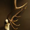 Skull, antlers of a red stag.