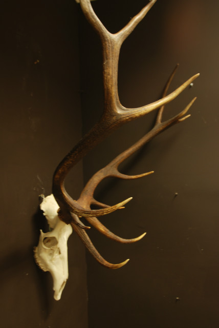 Nice shaped pair of antlers of a red stag.