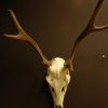 Pair of antlers of a small red stag.