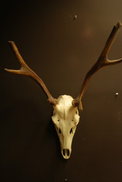 Pair of antlers of a small red stag.