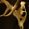 Nice pair of antlers of a fallow deer.