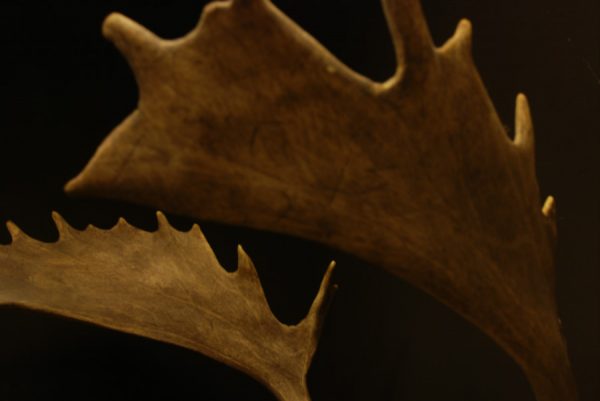 Nice pair of antlers of a fallow deer.