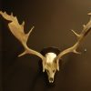 Nice pair of antlers of a fallow deer.