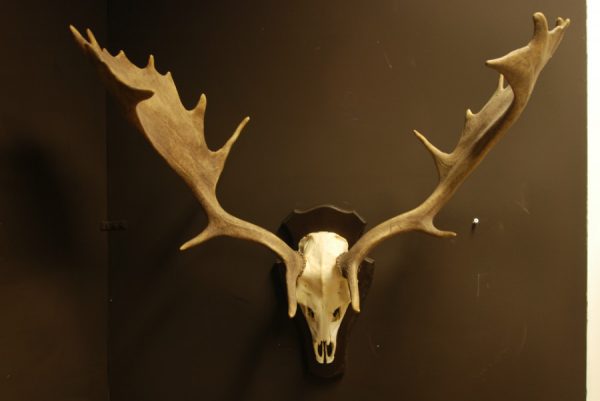 Nice pair of antlers of a fallow deer.