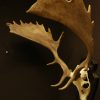 Canadian moose skull, antlers on a wooden panel