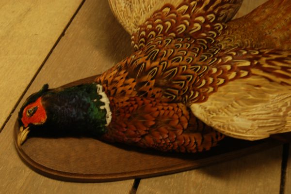 Stuffed hanging pheasant.