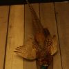 Stuffed hanging pheasant.