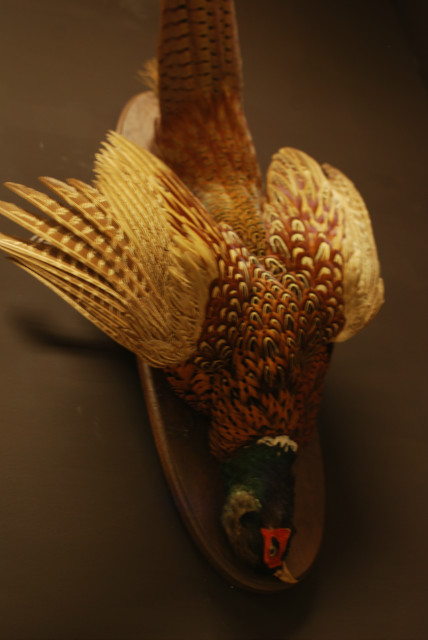 Stuffed hanging pheasant.