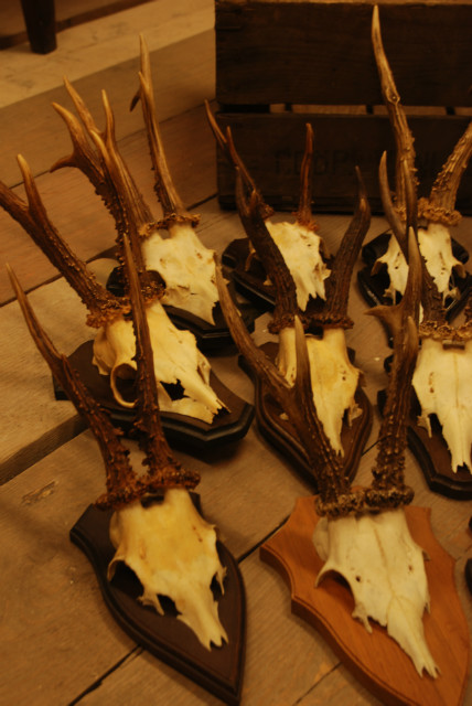 15 pair of antlers of very big roebuck.