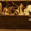 15 roe bock antlers + 2 small deer.