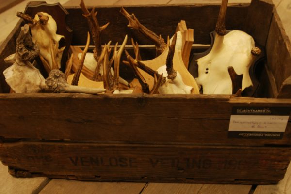 15 roe bock antlers + 2 small deer.