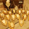 15 roe bock antlers + 2 small deer.
