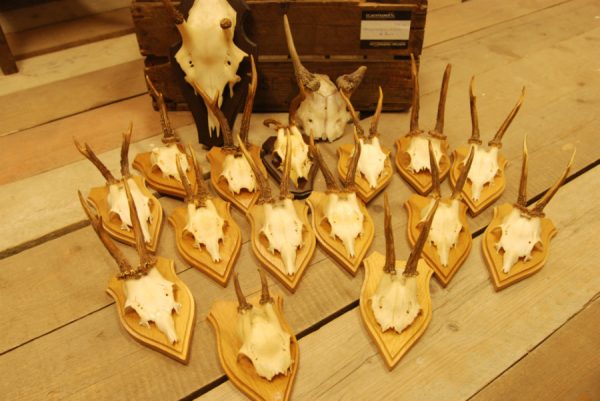 15 roe bock antlers + 2 small deer.
