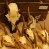 15 roe bock antlers + 2 small deer.