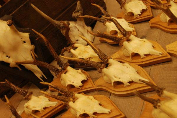 15 roe bock antlers + 2 small deer.