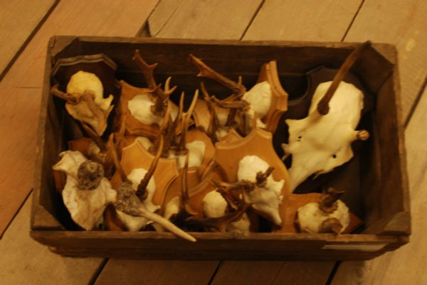 15 roe bock antlers + 2 small deer.