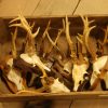 10 pair of antlers of big roebuck.