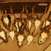 10 very strong pair of antlers of roebuck.