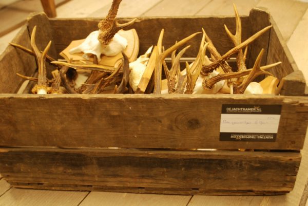 15 pair of antlers of roebuck.