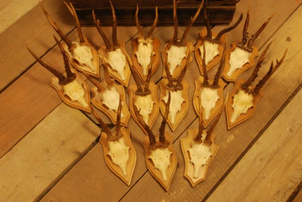 15 pair of antlers of roebuck.